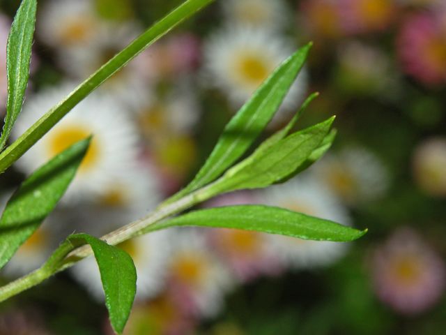 Erigeron karvinskianus / Cspica karvinskiana